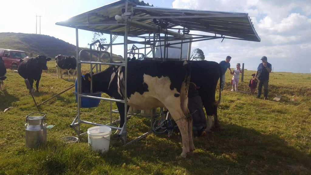 Establo de Ordeño Portátil Galvanizado con comederos, teja y cajón de 1 puesto